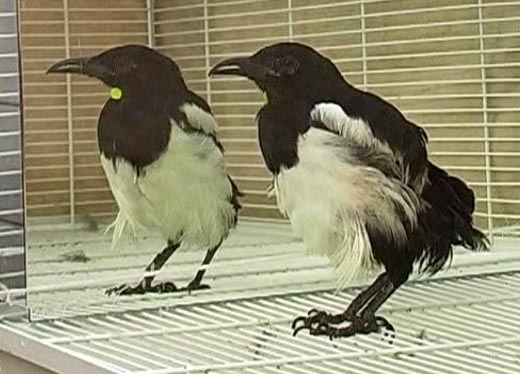 Magpie bird and mirror